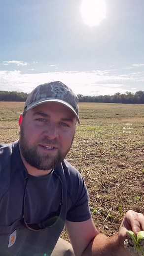 Exploring the Beauty of May Pops in Native Habitats