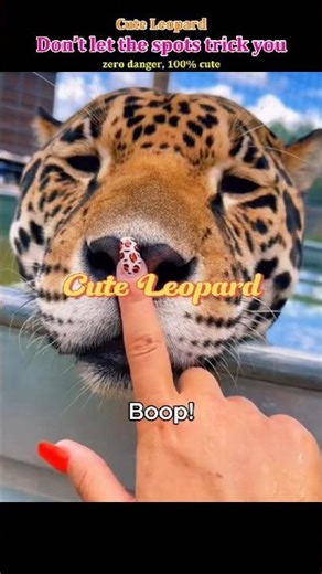 Cutest leopard ever!#leopard#funnyanimals#bigcat#animallovers