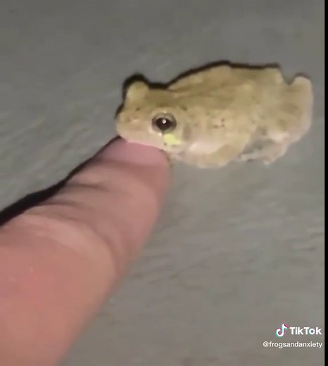 Exotic Pets - Frog, Toad, and Reptile Care Guide