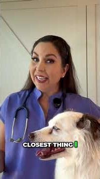 Parvovirus: The Scary Reason Vets Get Nervous... 😬 #shortsfeed #pets #dogs #puppy
