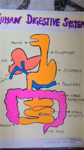 Science Project Idea: Human Digestive System Poster! 🎨 #HumanDigestiveSystem #SciencePoster