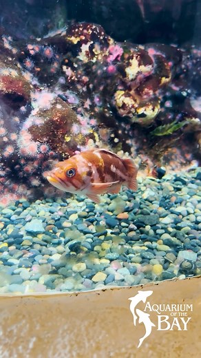 Spend a relaxing hour or two at Aquarium of the Bay getting to know the marine life that lives in San Francisco Bay! More than 200 species and 20,000 marine animals. We are open Thanksgiving Day 10am-3pm(last entry at 2pm). Our non-profit 501(c)(3) mission is to protect, restore, and inspire conservation of San Francisco Bay and its watershed, from Sierra to the Sea™. #aquarium #aquariumofthebay #pier39 5h | Aquarium of the Bay