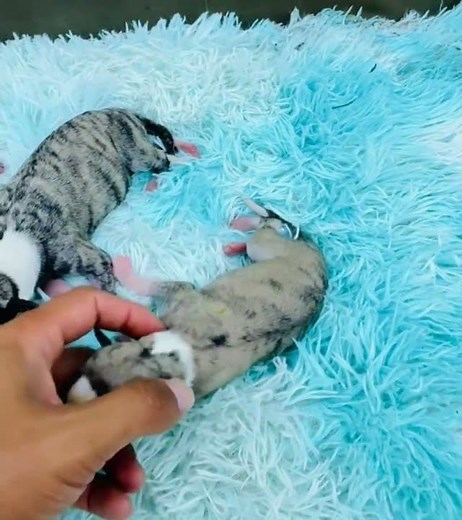 😍 The Most Beautiful Puppies Ever! #shorts
