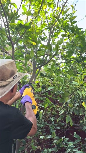 The Best Tool for Quick Tree Pruning (It's Not What You Think) #gardening #lemon #shorts