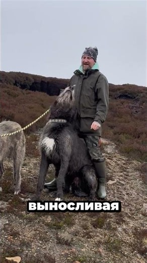 Ирландский волкодав — добрый гигант #животные #собаки #волкодав #ирландия