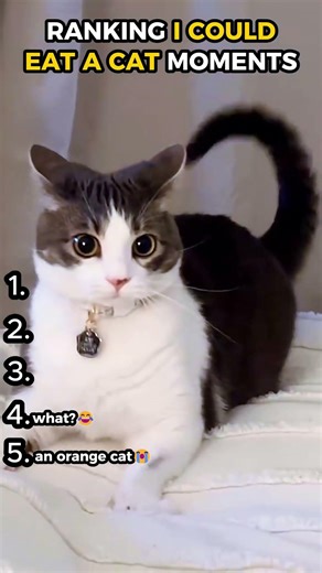 Ranking I'm so hungry I could eat a cat prank