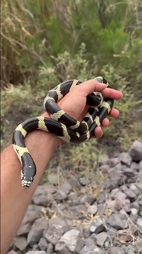 California Kingsnake!