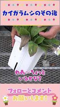 How effective is Ortran? By Gardening Channel 819 #Gardening #Gardening #Beginner