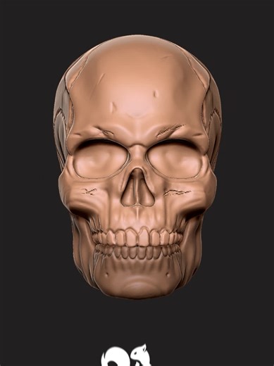 ZBrush Human Skull Sculpting Anatomy Study