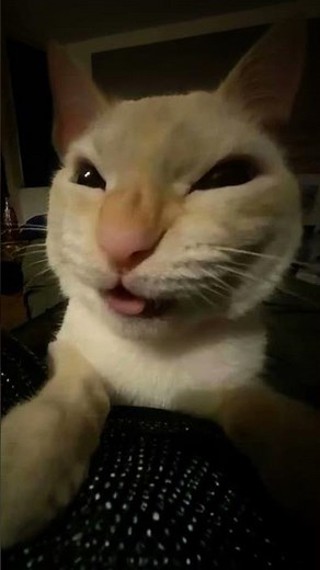 muhehehe #cat #funny #cute #memes #vairal #muhehehe #trending #cats #football #keşfet