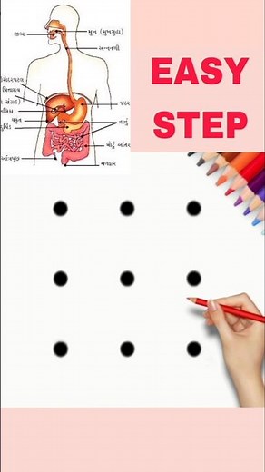 Human Digestive system diagram drawing class 10 CBSE #class10 #cbse