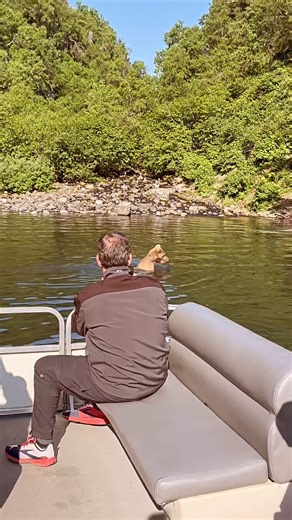 334K views · 1.6K reactions | Bear season is in full swing and we’ve had great luck spotting them. On our Redoubt Bay Bear Viewing tour, you are able to get up close from the safety of a pontoon boat. On this day we saw multiple bears with cubs and too many bald eagles to count! | Rust's Flying Service | Facebook