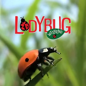 Did you know ladybugs help naturally control aphids and other harmful pests in your garden? Stop by and pick up a pack of free ladybugs with purchase while supplies last. | Armstrong Garden Centers