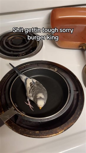 Relatable Moments with Budgies: A Tough Day