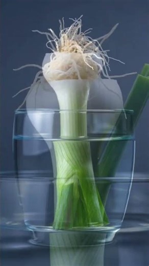 3D Green Onion Root to Leaf Growth Timelapse | Ultra-Realistic AI Nature Animation 4K