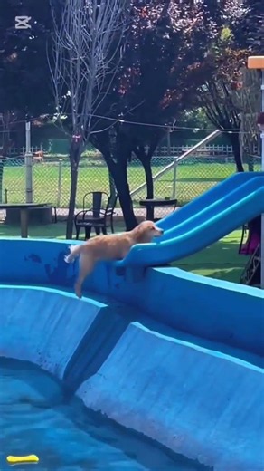 Try Not To Laugh 😂 | Funny Pets & Animal Fails Compilation