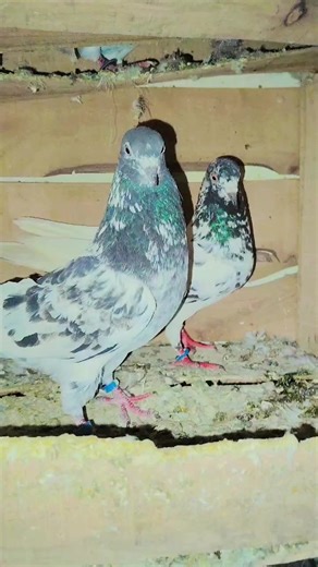 亗 ᴀɴᴀs 亗🅚🅗🅐🅝 (@braken541)’s videos with original sound - 🇳 🇸 🇲 🇺 🇸 🇮 🇨 🫶❤️