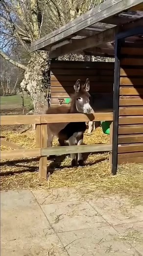 FlashTwist on TikTok