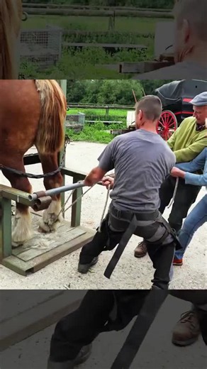 Hoof Trimming ASMR: Satisfying Hoof Trimming Video