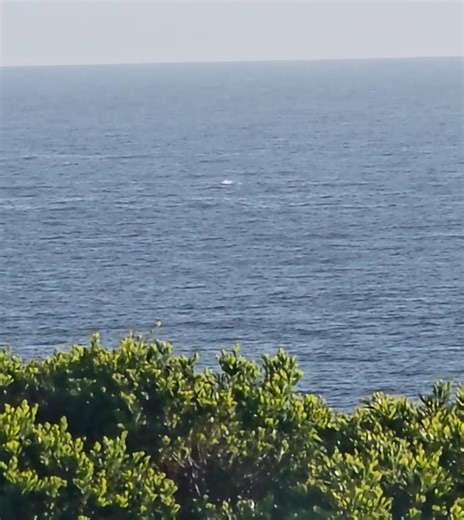 After a restless sleepless night, its very pleasant having a morning coffee watching the whales playing!¹ | Michael Jones