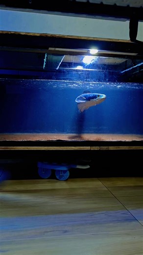 23 inches, 2kg giant snakehead 🔥 | Epic Aquatics