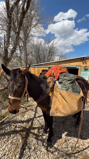 Do you know the Box hitch! ? It is impressive hitch that provides secure loads and raises the corners off the mule shoulders which is very important. #mulepacking #coloradopackcompany | Colorado Pack Company LLC