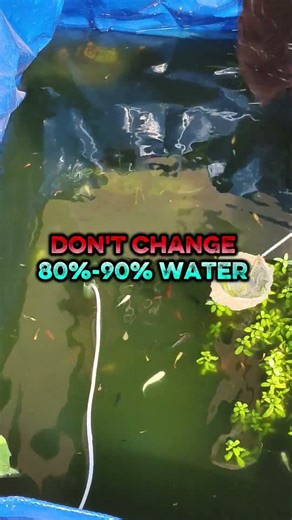 green algae water 💦 removal solution #winterfishcare #fish #aquarium #trending #shorts