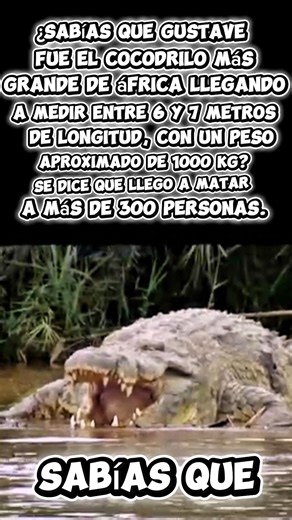 Gustave: El Cocodrilo Gigante que Aterrorizo África 🐊🔥