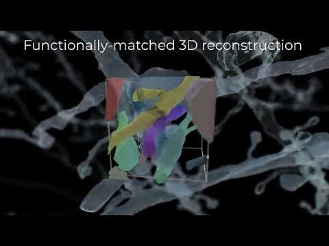 Mapping one cubic millimeter of a mouse's visual cortex