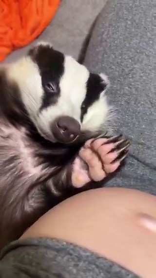European badgers vs. American badgers