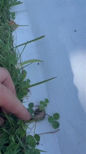 Tarp vs. Tiller: The Easier Way to Kill Grass Before Planting!