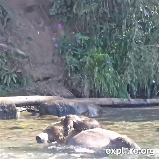 Missing brown bears? Tell us your favorite moment from this season 🐻 | explore.org