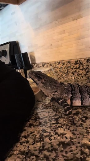 She’s obsessed with getting in my sweatshirt #reptile #pet #dragon #lizard #iguana