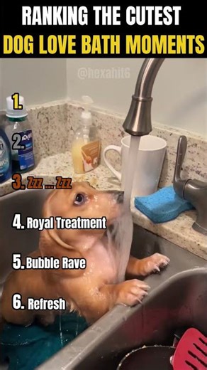 RANKING THE CUTEST DOG LOVE BATH MOMENTS 🛁🐶 | Why do some dogs love baths so much?