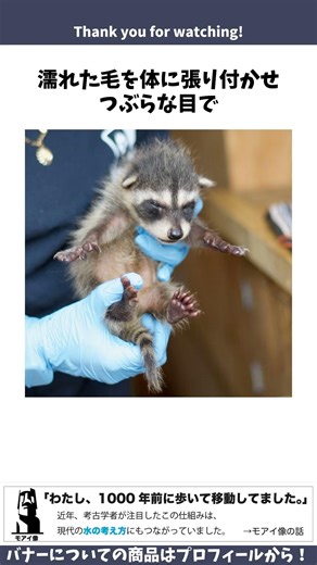 保護されたびしょ濡れの赤ちゃんアライグマの写真に関するうんちく #雑学