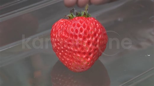 National Strawberry Day celebrates the sweet red fruit