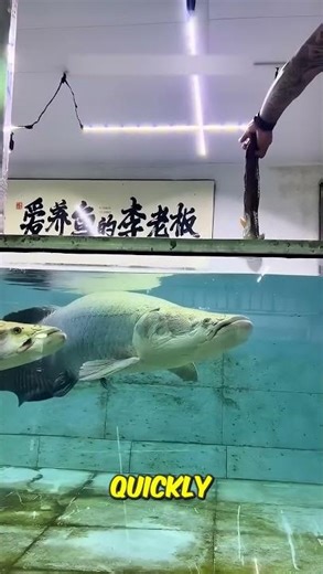 Arapaima The Fish That Strikes Too Fast 🐟⚡