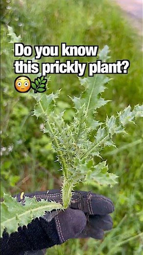 This Prickly Weed Is in Liver Supplements… and You Can Eat It! 😳🌿