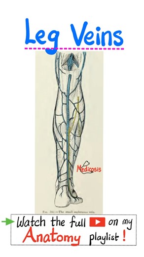 Leg Veins - Veins of Lower Extremities - Anatomy of Lower Limbs....#cardio #anatomy #physiology #biology #nurse #doctor #mbbs #art #neuroscience #neuroanatomy #usmlestep1 #mbbs #medicalassistant #MedicalEducation #premed #dentist #medical #doctor #USMLE #NCLEX #pharmacy #nurse #paramedic #chemistry #education #science #mcat #pharmacist #physics #doctors #anatomy #physiology #health #physician #diet #nutrition #learn #dentistry #medical | Medicosis Perfectionalis