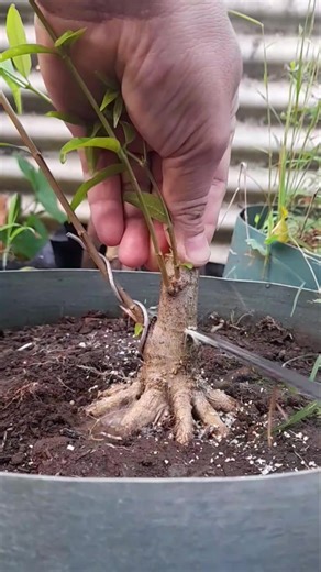 cutting the main stem to form the basic movement #bonsai #bonsaitree #createbonsai #gardening #progress #fblifestyle #reel #reelviral #vietnam #euro #USA #gratitude | Rrf Cep-a Risat