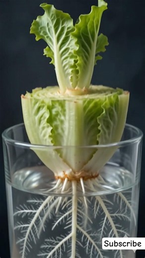 I Regrew Lettuce in Water and It Actually Worked! 🥬🌱 #timelapse #usa #shorts