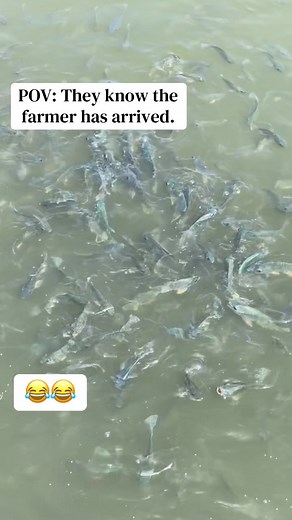 Starting Fish Farming in Uganda: A Beginner's Guide