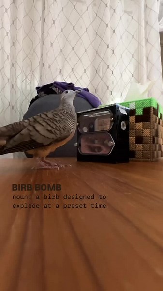 Bird Bomb Meme: Hilarious Moments Captured