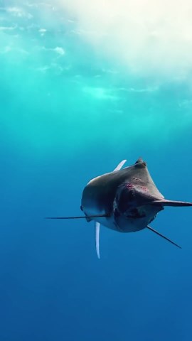 Why marlin become violent when boats enter their territory