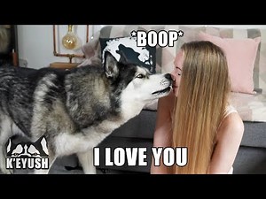 Told My Husky I Love Him And He Said it Back!