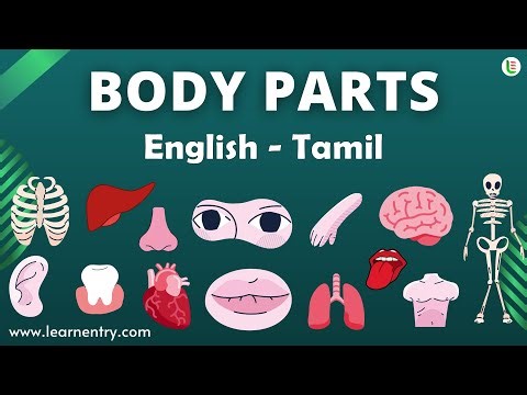 Body Parts Name in English and Tamil | Body Parts Vocabulary English to Tamil - Learn Entry