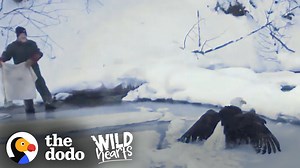 Bald Eagle Who Was Frozen To Lake Gets Found Just In Time - 1Funny.com