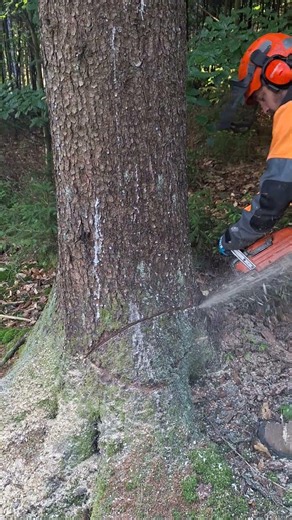 CHAINSAW HUSQVARNA 560XP 🇸🇪🇨🇿🌲🌲🌲CUTTING TREE #shorts