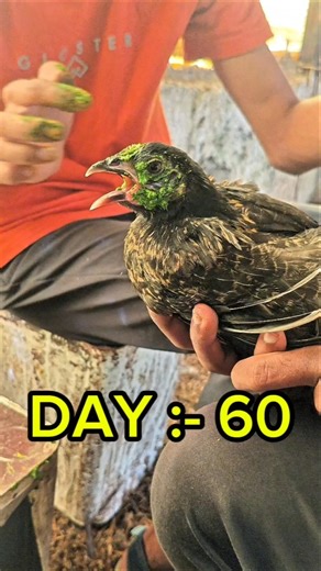Day :- 60 #viral #chicken #chickenfarming #shortsviral #ytshorts #poultryfarming #motivation