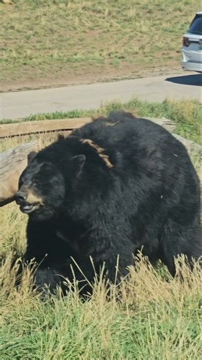 American Black Bear at Bear Country USA